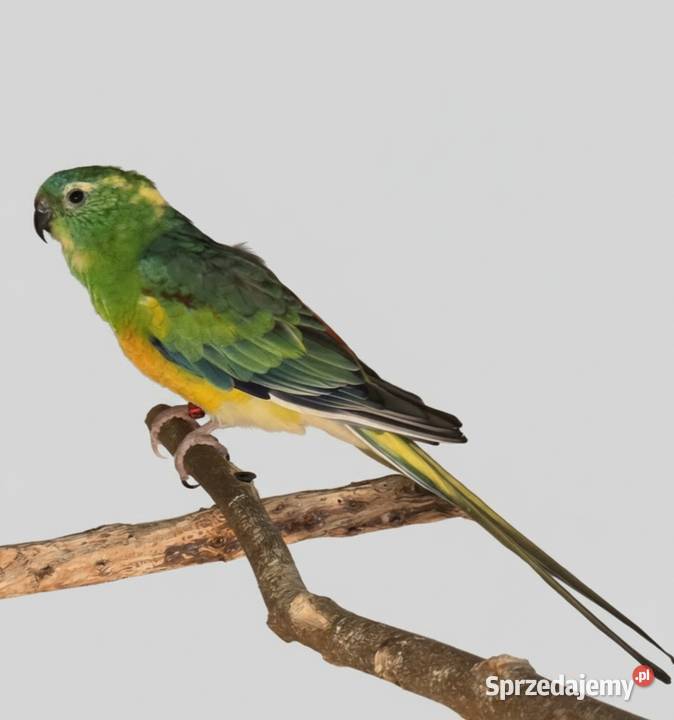 Świergotki i modrolotki Ptaki Chojnice