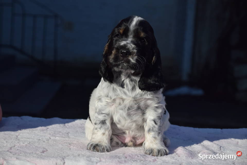 Cocker Spaniel Angielski BonBon Nowy Sącz