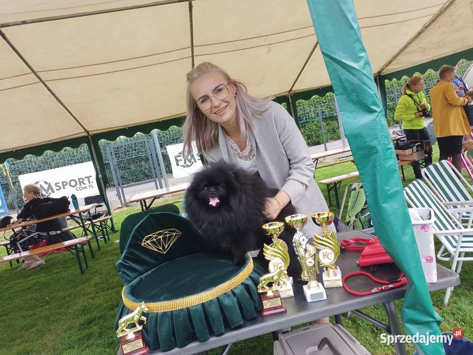 Reproduktor SZPIC MINIATUROWY pomeranian Tarnowskie Góry