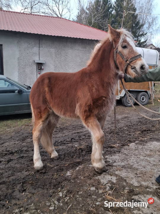 Klacz zimnokrwista 2 lata Piórków sprzedam