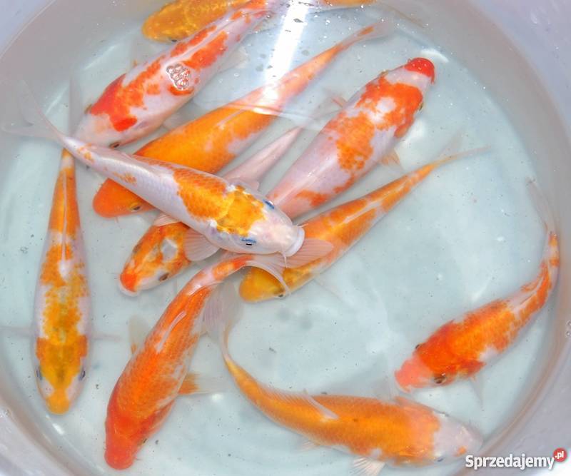 Sprzedam karpiekoi DOITSU YORIGOI Łowicz