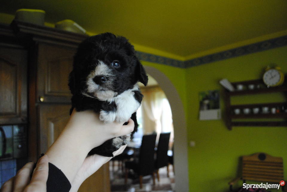MALTIPOO maltańczyk pudel HIT usa malti poo śląskie Rybnik