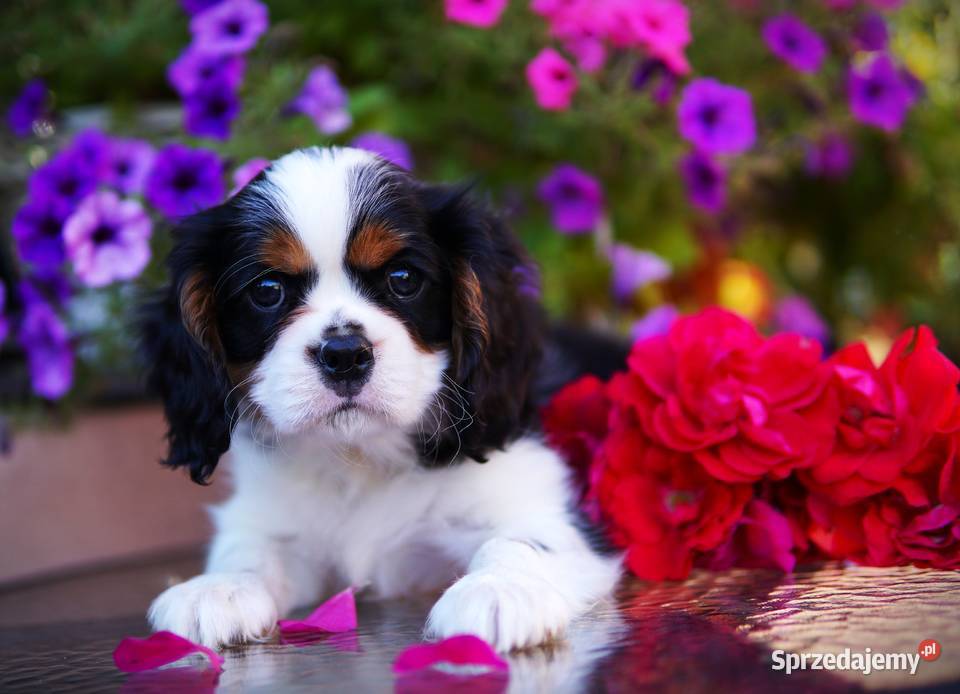 Szczenięta Cavalier King Charles Spaniel podkarpackie Rzeszów