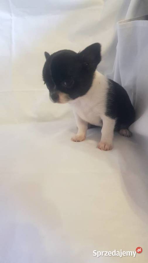 Suczka rasy Chihuahua Płońsk sprzedam