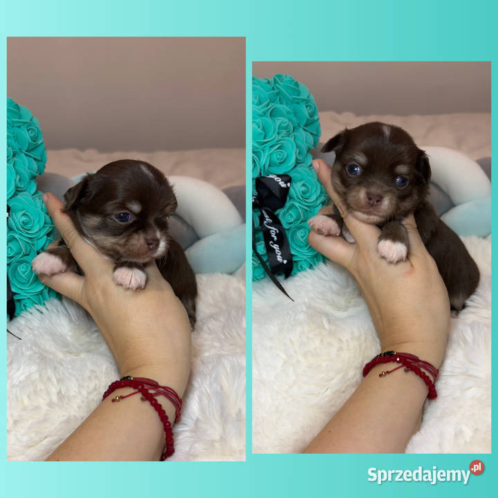 Chihuahua mini piesek czekoladowy długowłosy Bełchatów