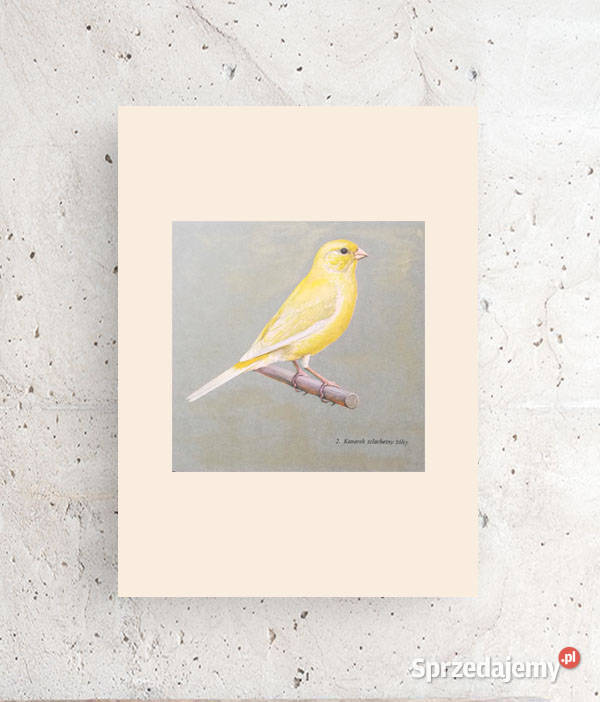 kanarek plakat vintage plakat ptaszek obrazek Olsztyn