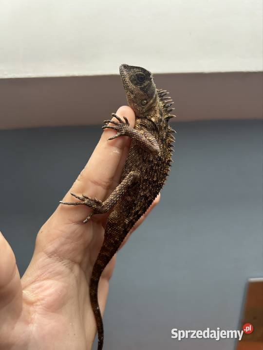 Parka agam Gorskich Olkusz