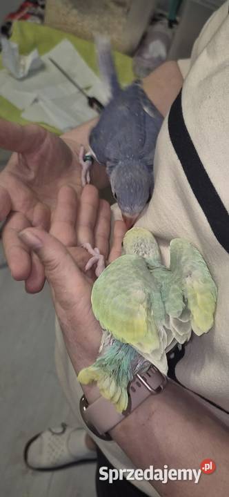 Aleksandrietta obrozna recznie karmiona Ptaki Mysłowice