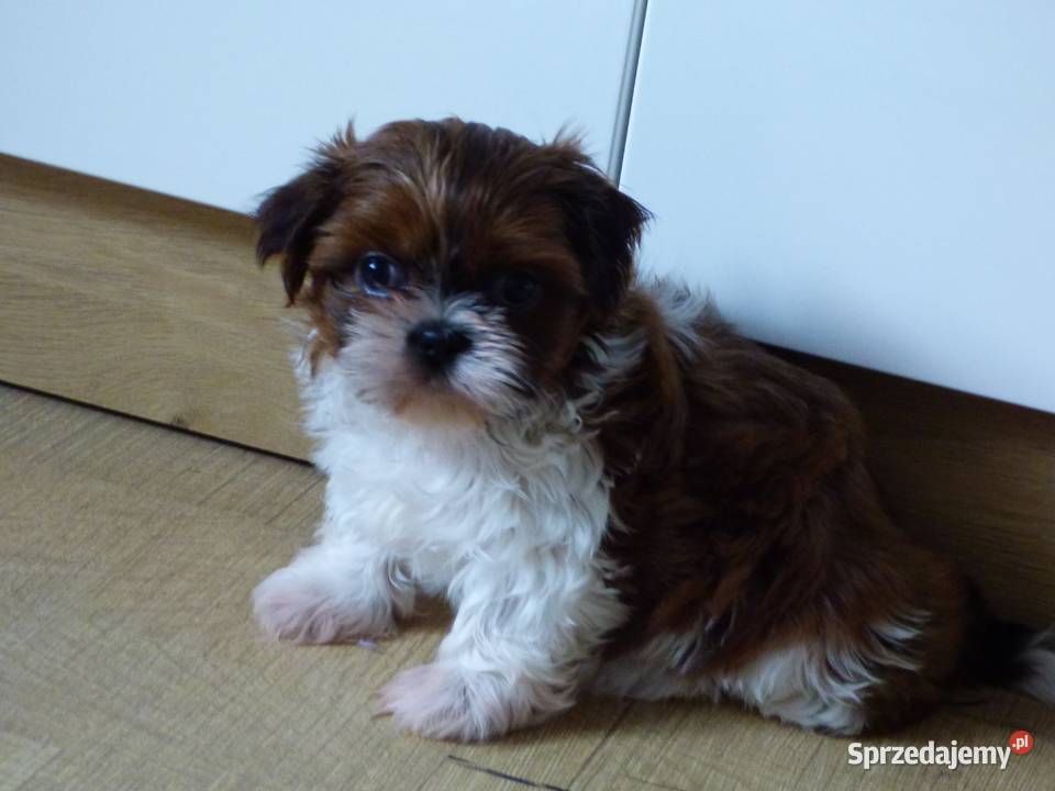 Szczeniaki rasy Shih Tzu tricolor Shih Tzu Kielce