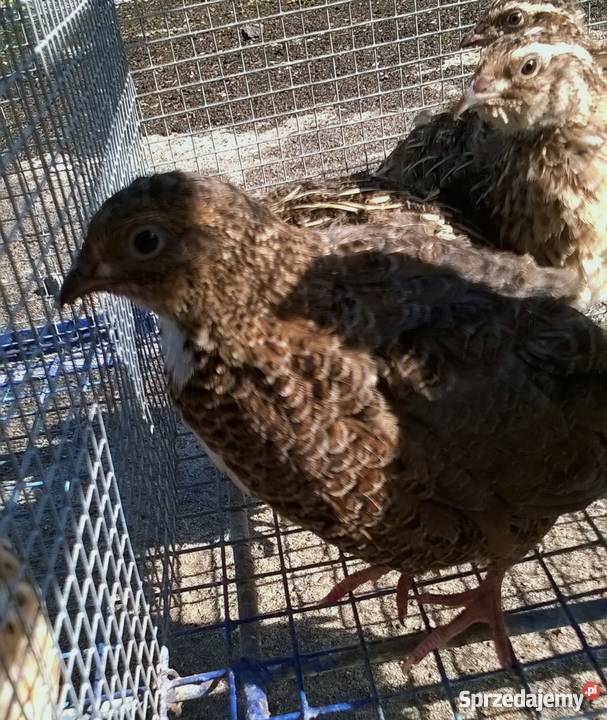 Przepiórka japońska przepiórki japońskie młode Pozostałe Wola Krzysztoporska sprzedam