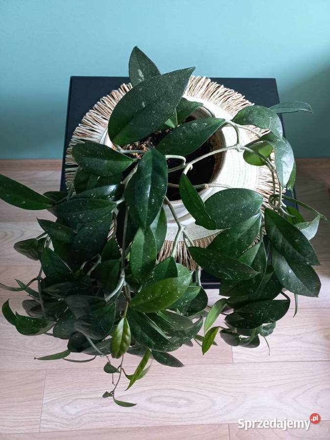 Hoja kwiat doniczkowy roślina pokojowa Kraków