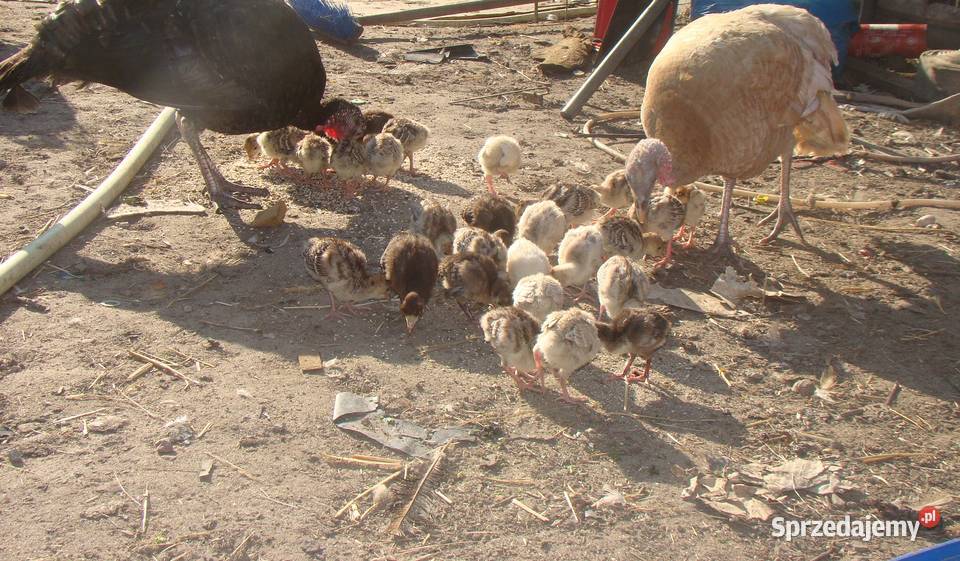 Sprzedam Indyki pisklęta indyczki sprzedam