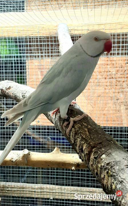 Sprzedam parę aleksandretty obrożnej lacewing i Warszawa