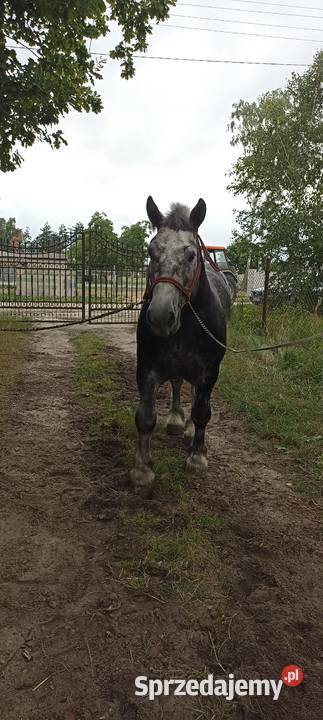 Sprzedam Ogiera zimnokrwistego mazowieckie Ujrzanów
