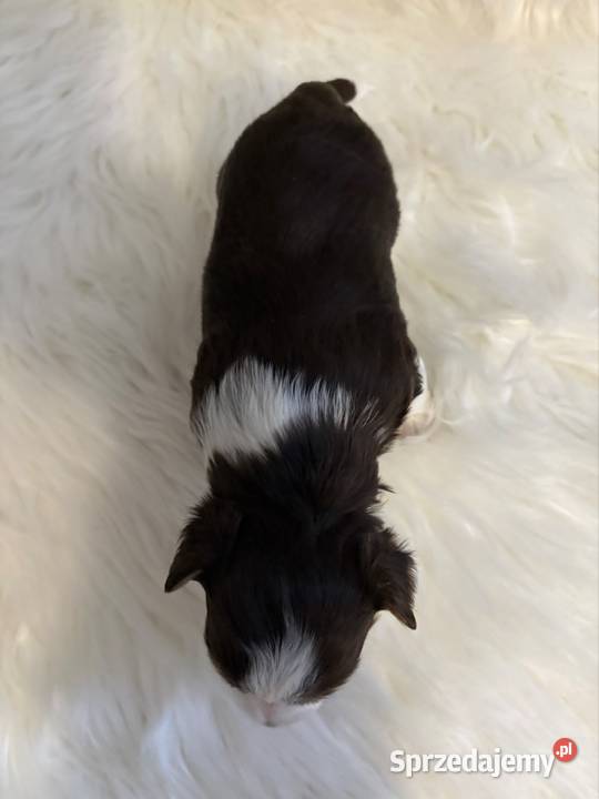 Do Rezerwacji Monte Yorkshire Terier Brio Konin