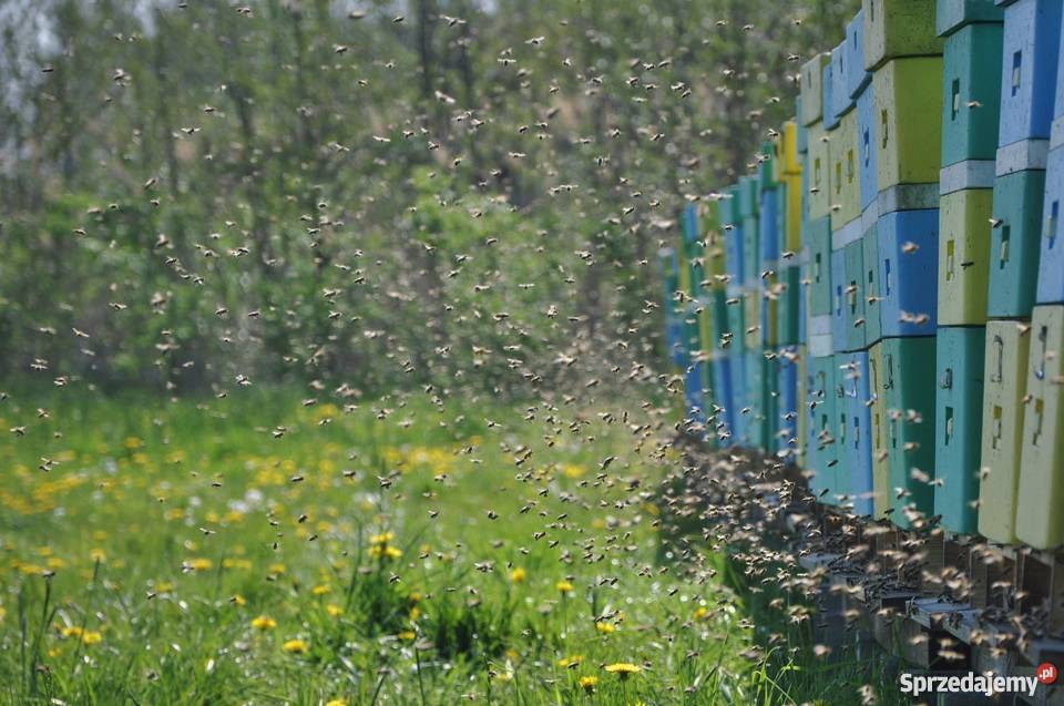 Matki Pszczele Odkłady Pszczele Pszczoły wielkopolskie Ostrzeszów sprzedam