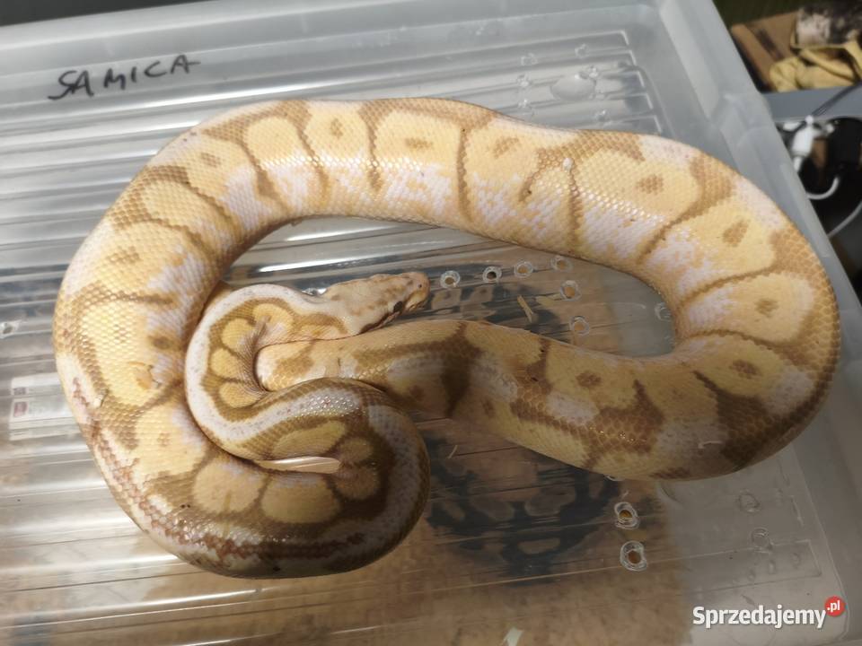 Hodowla pytonów królewskich śląskie Gliwice