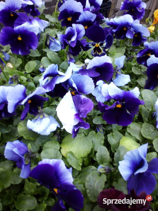 Bratki Hurt Białystok Podlasie