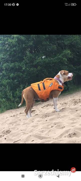 Amstaff American Staffordshire Terrier ZKwP FCI Białystok