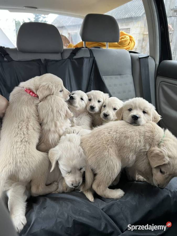 Golden retriever