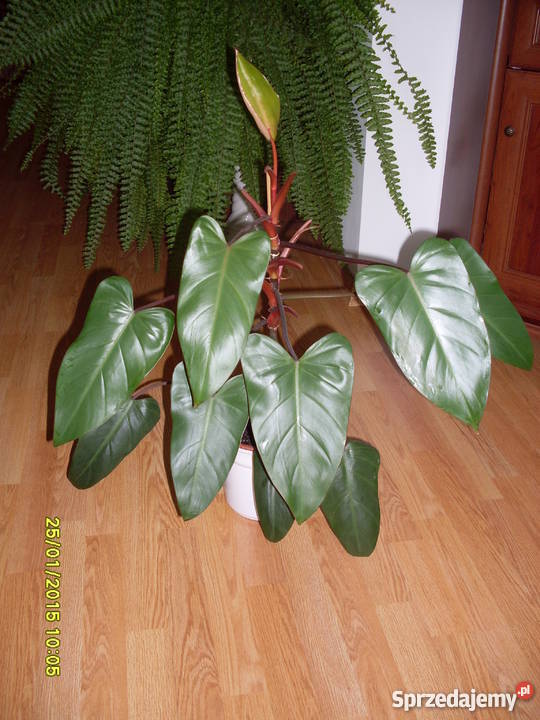 Kwiat Filodendron czerwieniejący odcienie zieleni Poznań