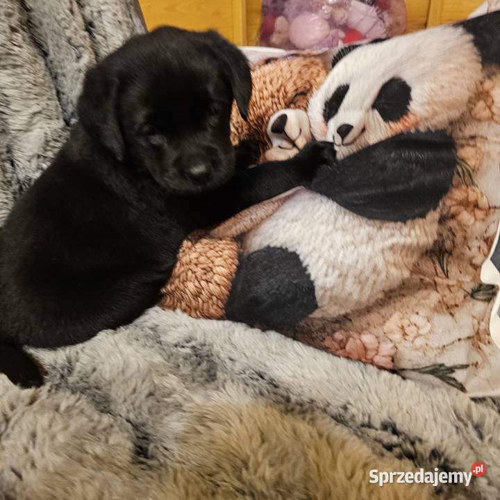 Labrador retriever Mądry Piękny mocnej budowy Kołobrzeg