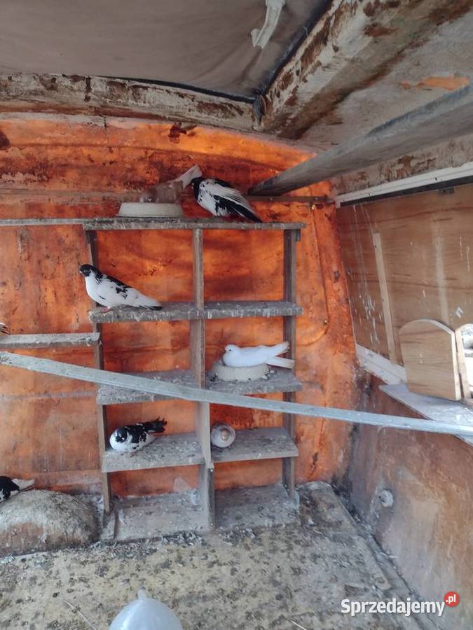 GOŁEBIE zamojskie z golebnikiem bez 1530zl Zamość