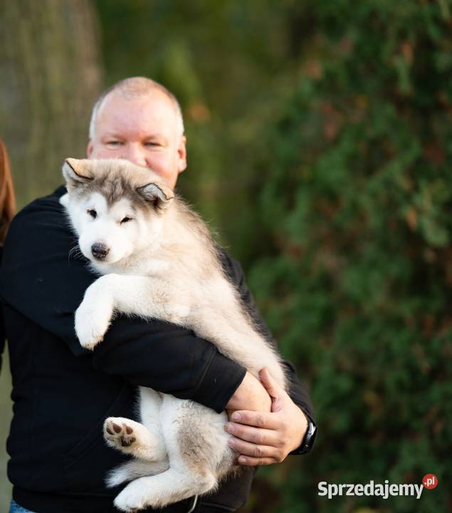 Wyjątkowa Alaskan Malamut szczeniak