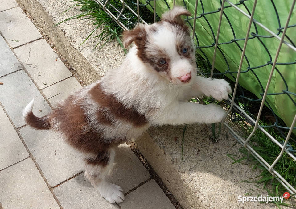 Błyskotliwa rasowa suczka Border Collie z pełną Iwonicz