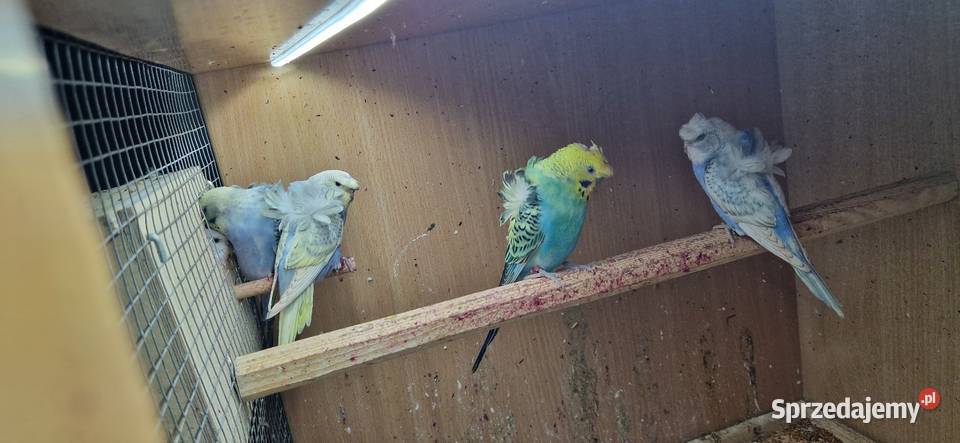 Papugi faliste helikoptery 2f