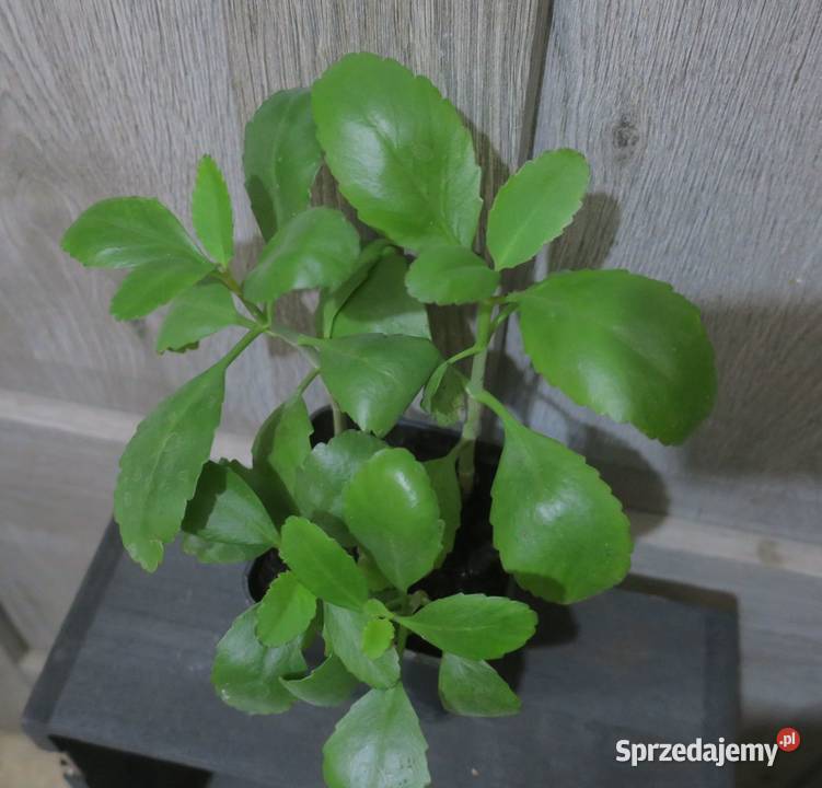 Żyworódka Pierzasta Kalanchoe Pinnata 4 Zielone Pruszków
