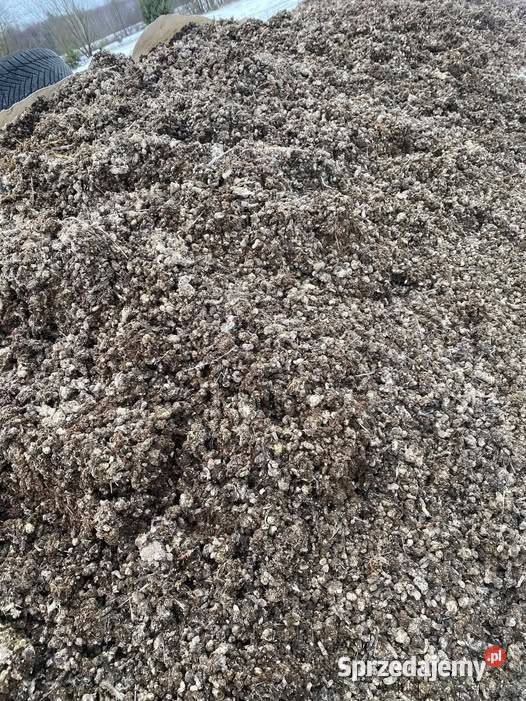 Obornik kurzy kurzak bez podkładu 15 DOSTAWA