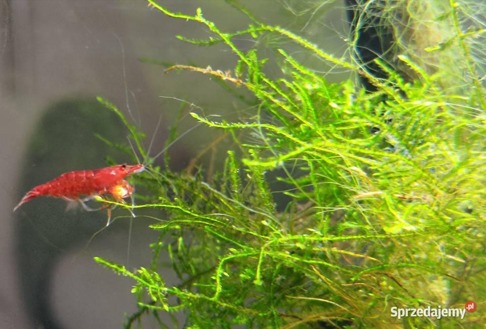 Neocaridina Red Sakura małopolskie Kraków