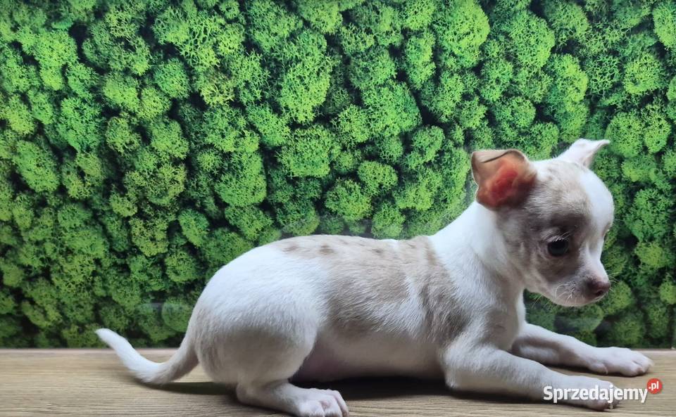Chihuahua piesek merle z biały dolnośląskie Wrocław
