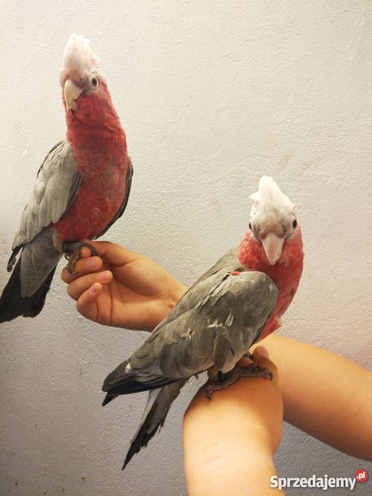 KAKADU RÓŻOWA oswojona SAMICA SAMIEC z 2019 roku Rawicz