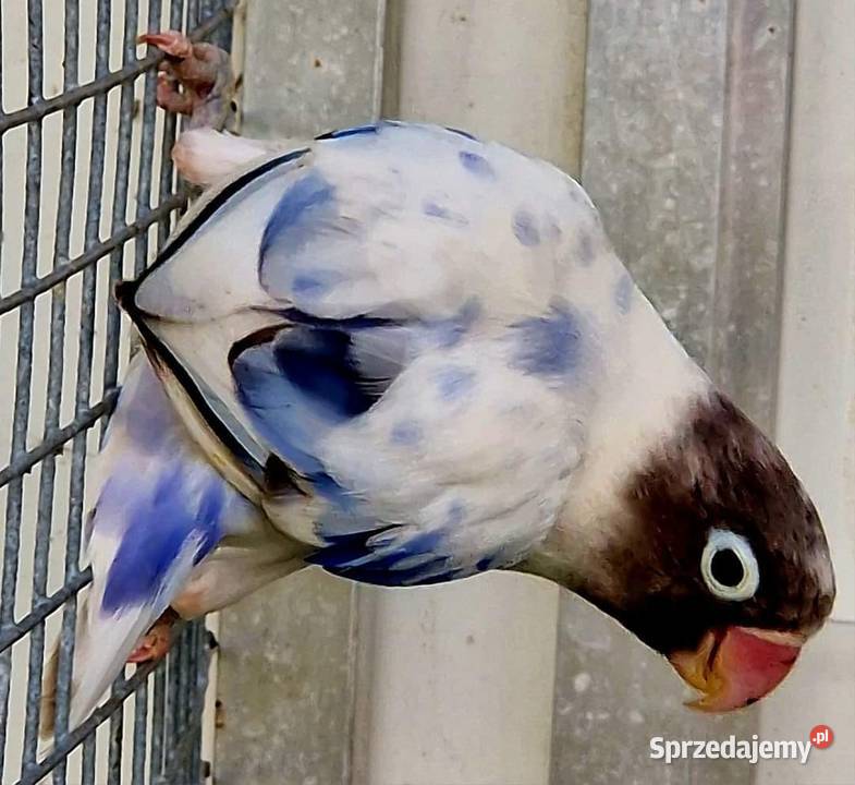 nierozłączka czarnogłowa młoda do oswojenia i