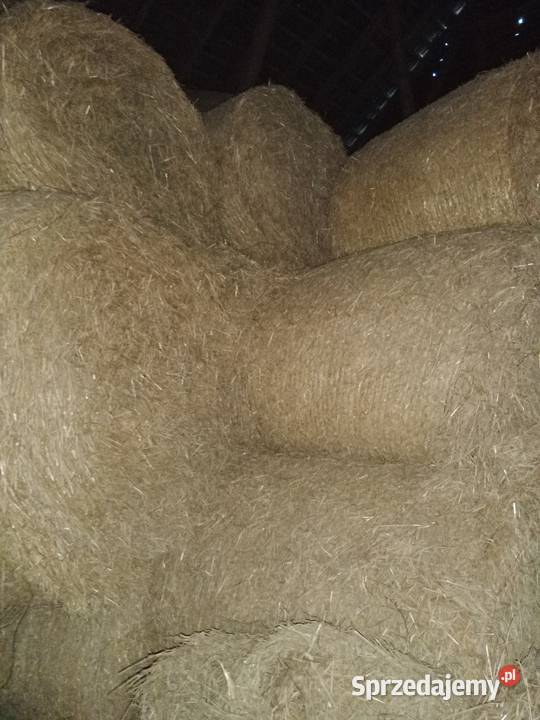 Sprzedam słomę pszenna i pszenżytnia Swochowo