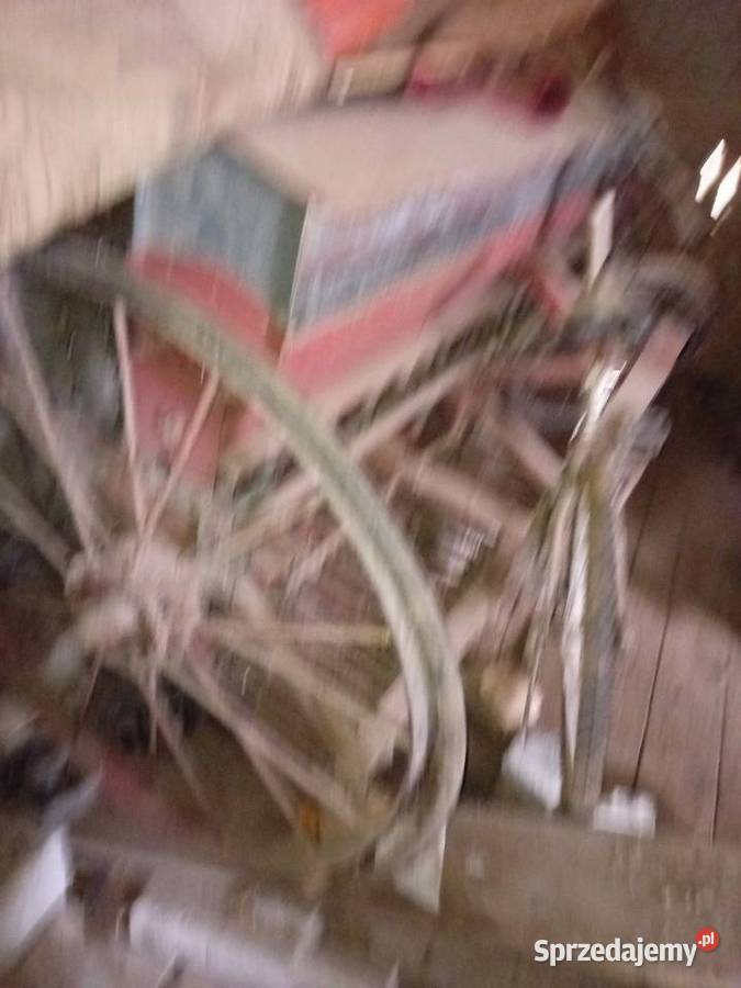 Siewnik konny półtorak Uchanie