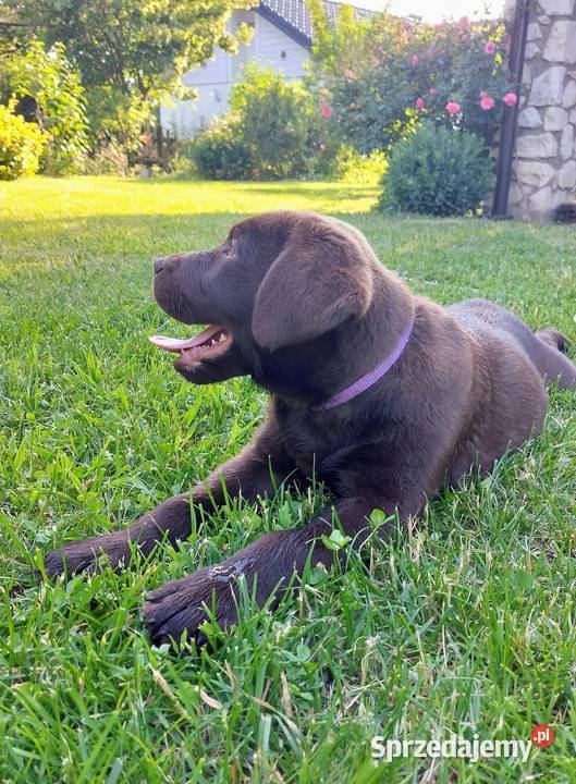 Labrador czekoladowy szczenię piesek Bogumiłowice sprzedam