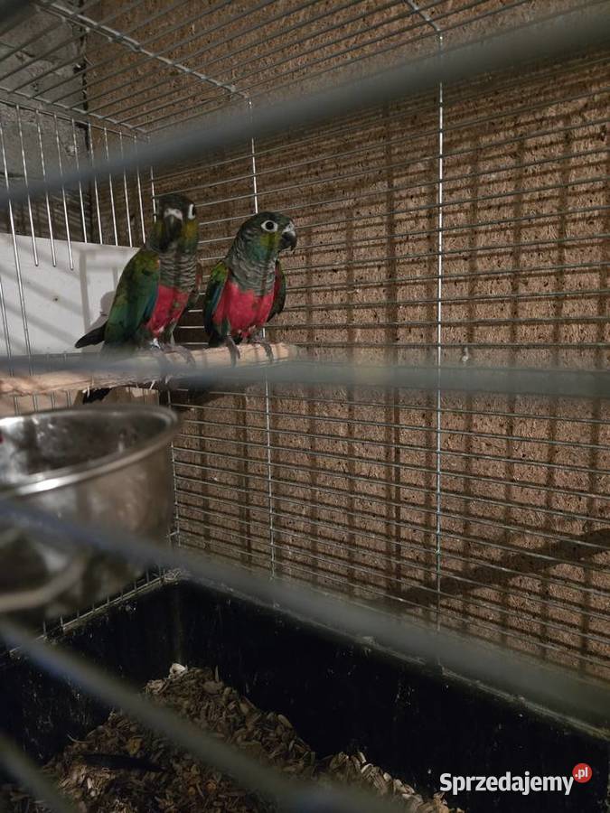 Sprzedam Samca Rudosteki Czerwonobrzucha Łódź