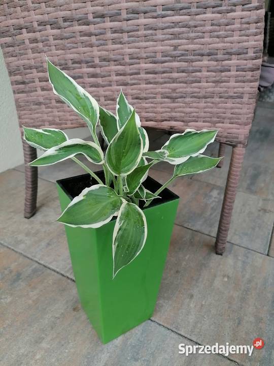 Hosta Funkia młode sadzonki Pozostałe Niedrzwica Duża