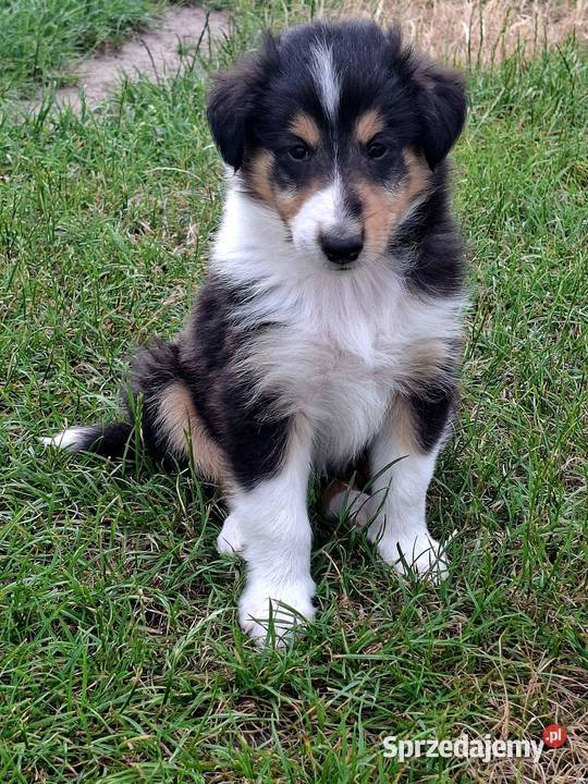 Owczarek Szkocki Collie Szczeniaki piesek Olesno
