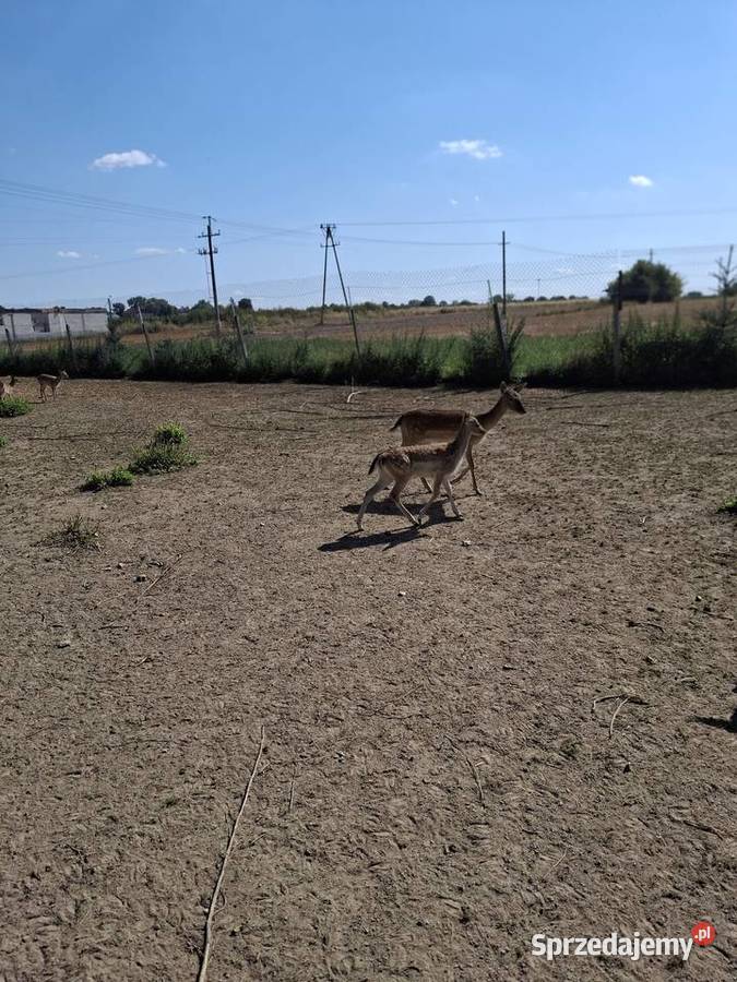 Młode daniele Zwierzęta lubelskie Góra