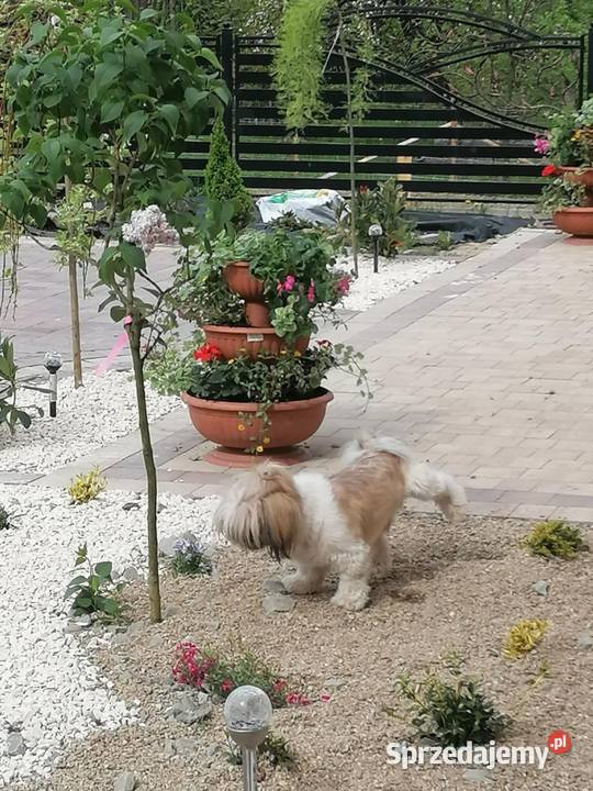 Piekny pies shihtzu Shih Tzu Mszana Dolna