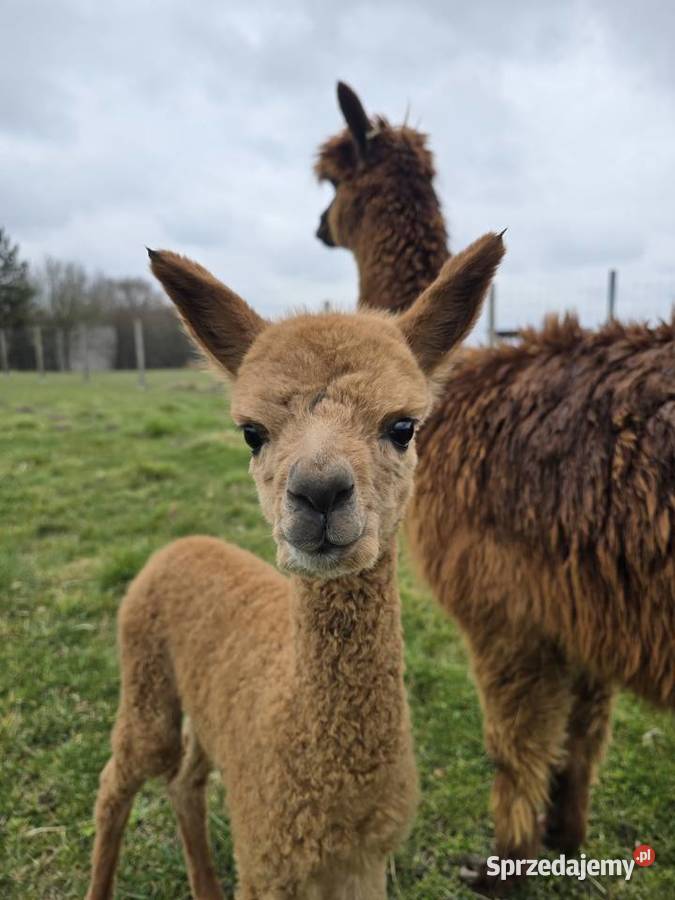 Alpaki Huacaya najwyższej jakości oswojone śląskie Poczesna sprzedam