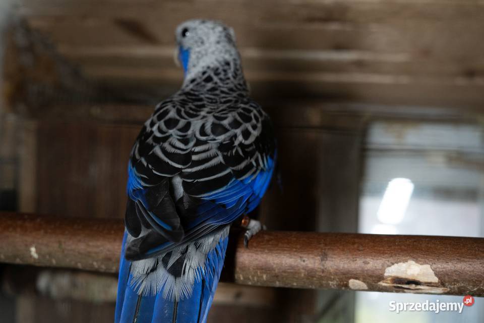 Papugi Rozella Królewska para Chmielnik