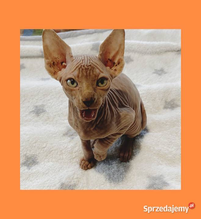 Sfinks Kanadyjski najwyższa klasa w super Koty Raciborsko