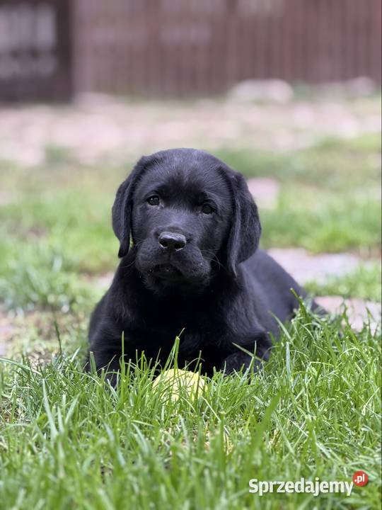 Czarny samiec Labrador Retriever FCI Labrador Ostrów Wielkopolski