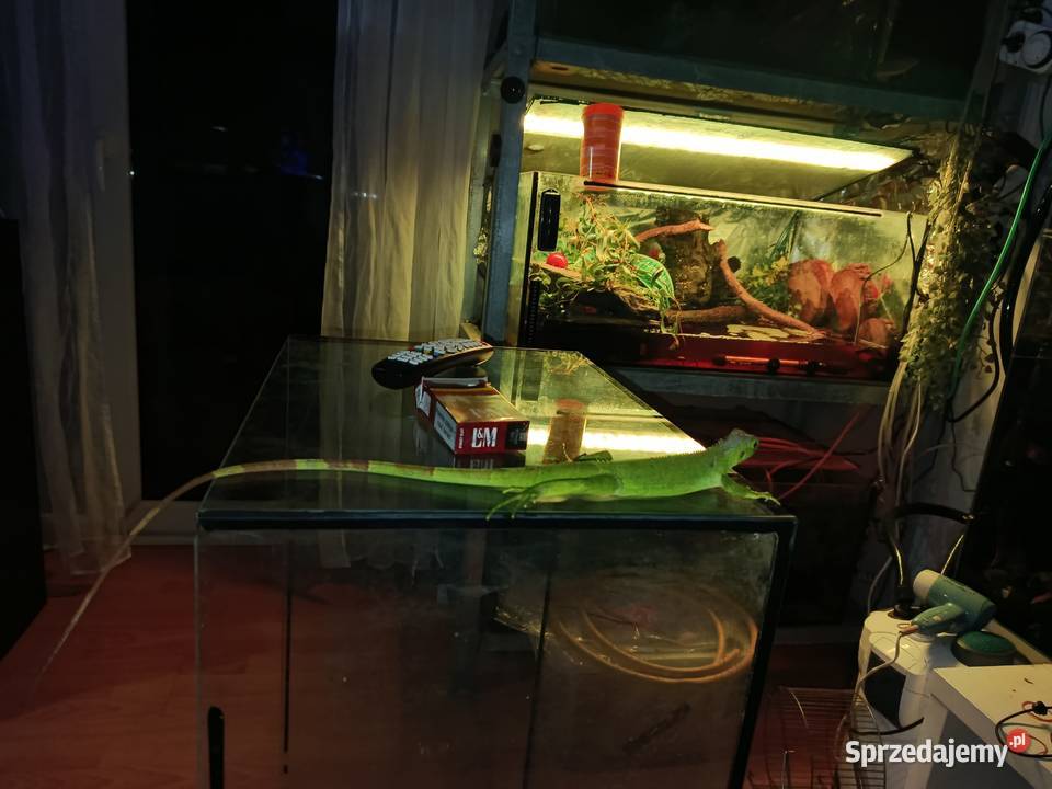 Legwan zielony samica Poznań