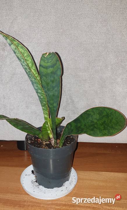 Sansewieria masoniana sansa roślina rosnąca Kaktusy i sukulenty Warszawa sprzedam